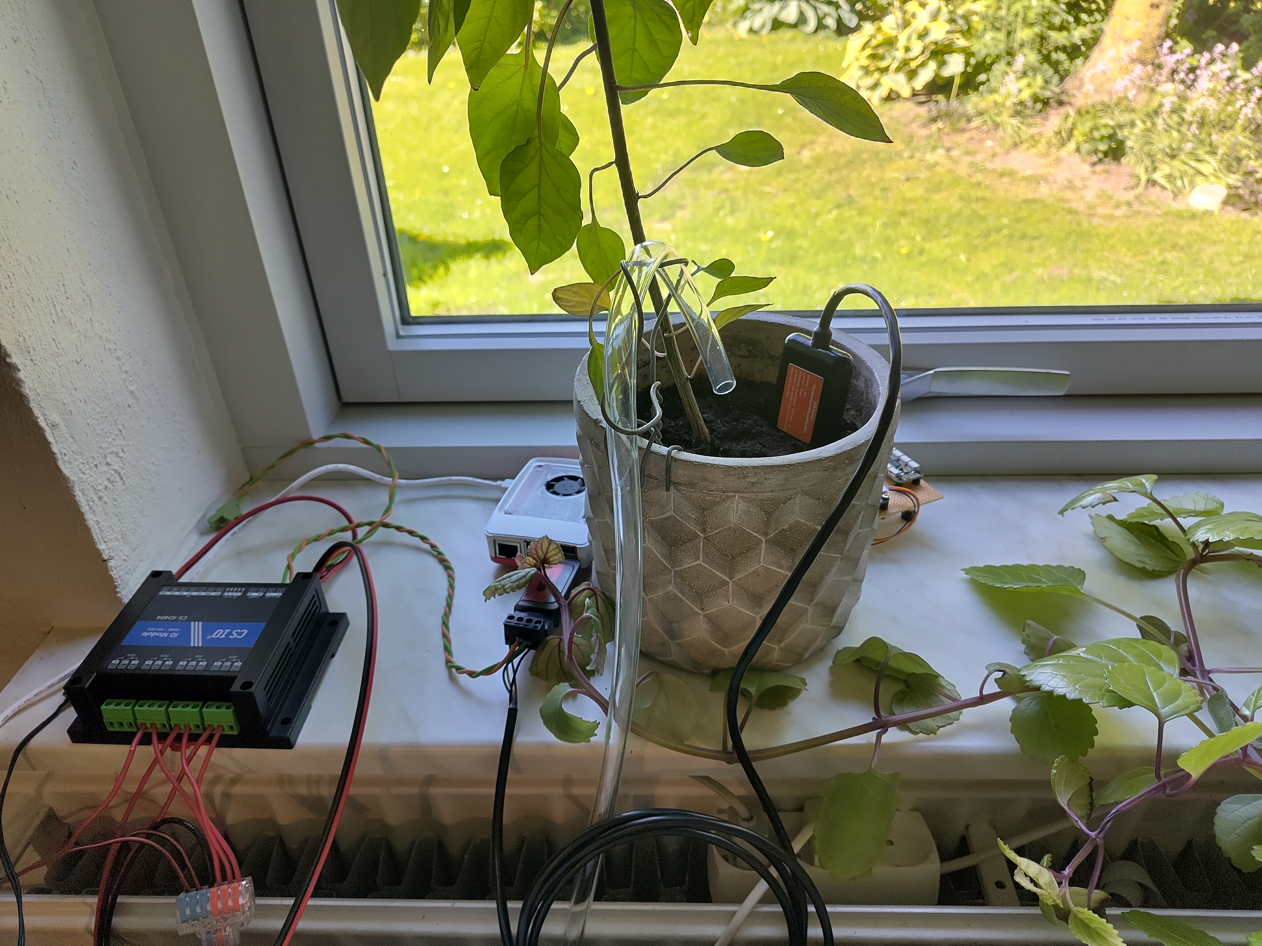 A complete setup of the controller, connected to a Capsicum annuum via a pump and a DFRobot soil sensor.